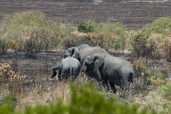 29 - Kenia - Elefantes - reserva nacional de Masai Mara